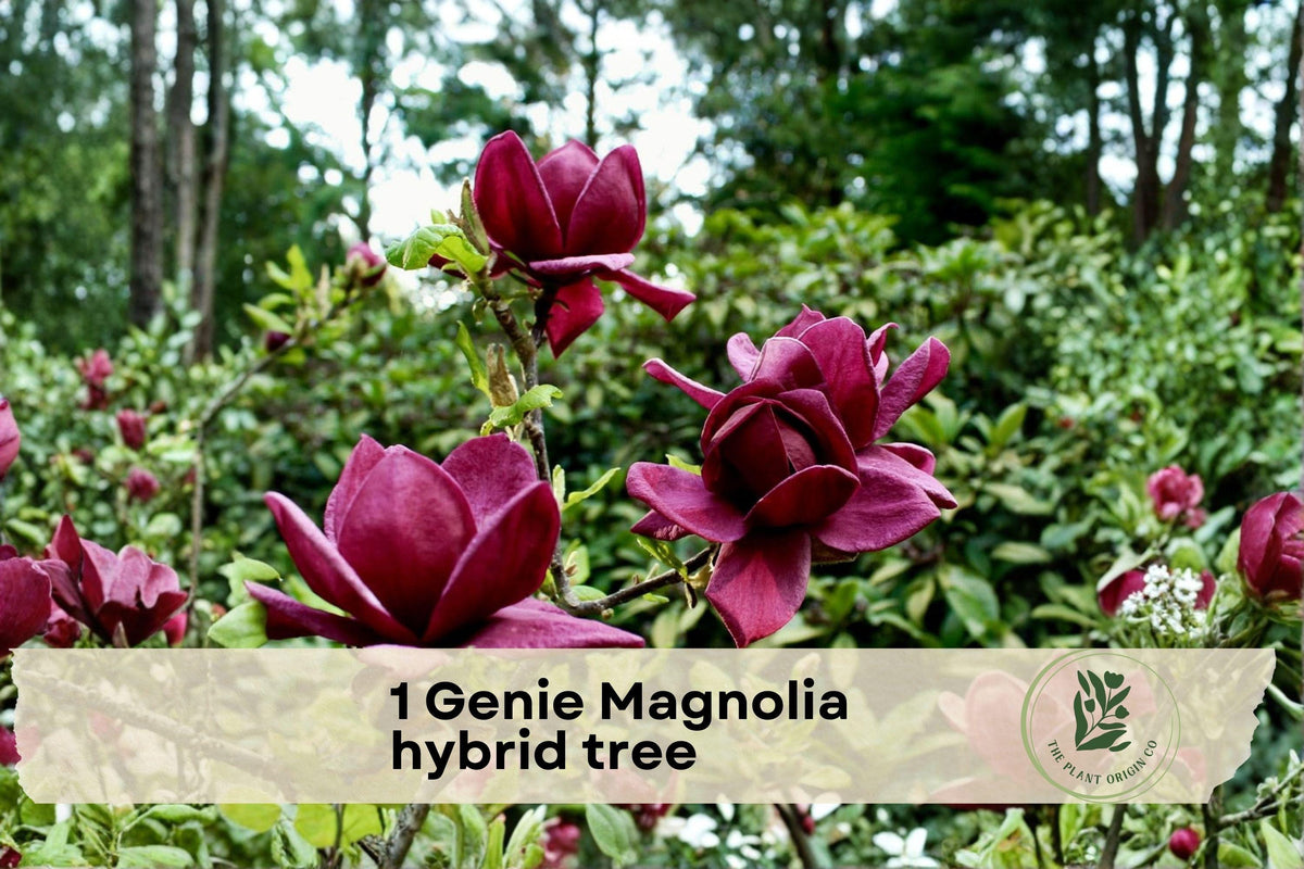 Genie Magnolia Hybrid Tree - Live Starter Plant with Deep Purple Plum Flowers, Compact Ornamental Flowering Tree, Magnolia hybrid ‘Genie’