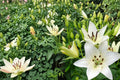 5 Bulbs Navona White Asiatic Lily Lilium asiatica White Flowering Bulbs