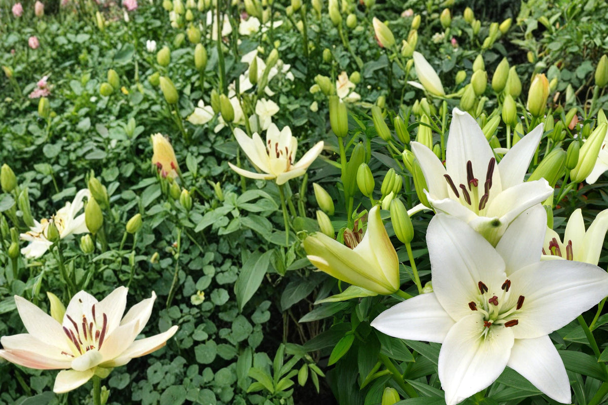 5 Bulbs Navona White Asiatic Lily Lilium asiatica White Flowering Bulbs