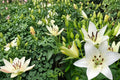 Navona White Asiatic Lily Bulbs – Lilium asiatica, Hardy Perennial, White Flower Bulb for Garden Borders & Landscape