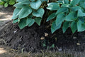 5 Roots Canada Blue Hosta Live Plant Blue Foliage Shade Perennial