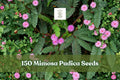 150+ Mimosa Pudica Seeds - Sensitive Plant Touch-Me-Not Houseplant with Pink Flowers, Interactive Foliage, Indoor & Outdoor Growing