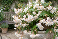 White Double Hanging Basket Begonia Live Flower Plant Bulb - Begonia x tuberhybrida for Patio, Porch, Indoor & Outdoor Gardening