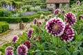 Dinner Plate Dahlia Bulb Tuber Clump - MYSTERY DAY - 8-10" Blooms - Dahlia pinnata Flowering Plant