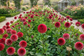 Giant Dinnerplate Dahlia Bulb Cluster – Ben Houston Variety, Large Showy Flowers, Dahlia pinnata, Garden Plant