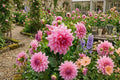 Giant Dinnerplate Dahlia Bulb Clump - Otto's Thrill - Large Blooming Flower - Dahlia pinnata - Spring Planting