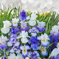 Bearded Iris Rhizomes – Blue Heaven Mix, Tall Perennial Garden Flowers, Drought Tolerant, Easy to Grow, California Native
