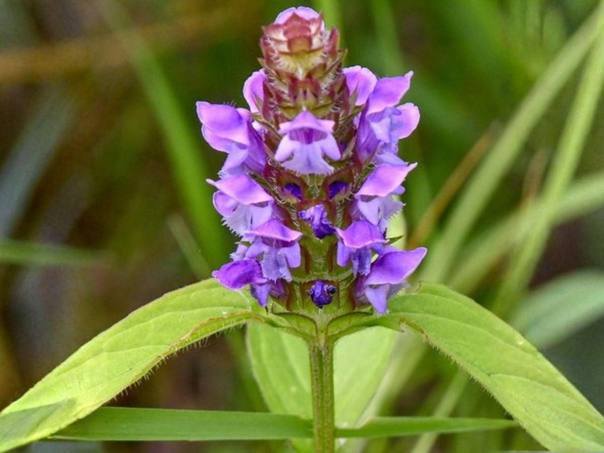 100 Heal All Prunella Vulgaris Seeds Heirloom Self Heal Wildflower Garden