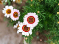 Painted Daisy Seeds 100 Pack | Glebionis Carinata Tricolor Flower for Garden Beds & Borders