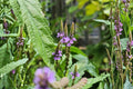 Blue Vervain Seeds (Verbena hastata) – Native Wildflower for Gardens, Wetlands & Pollinator Attractant