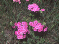 Annual Phlox Flower Seeds | Phlox drummondii | Bright Mixed Colors for Garden & Container Planting