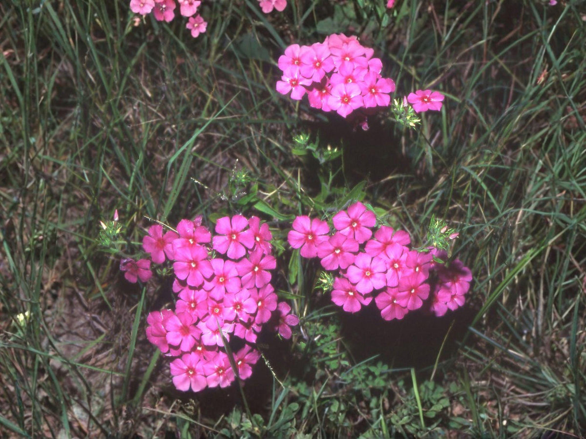 Annual Phlox Flower Seeds | Phlox drummondii | Bright Mixed Colors for Garden & Container Planting