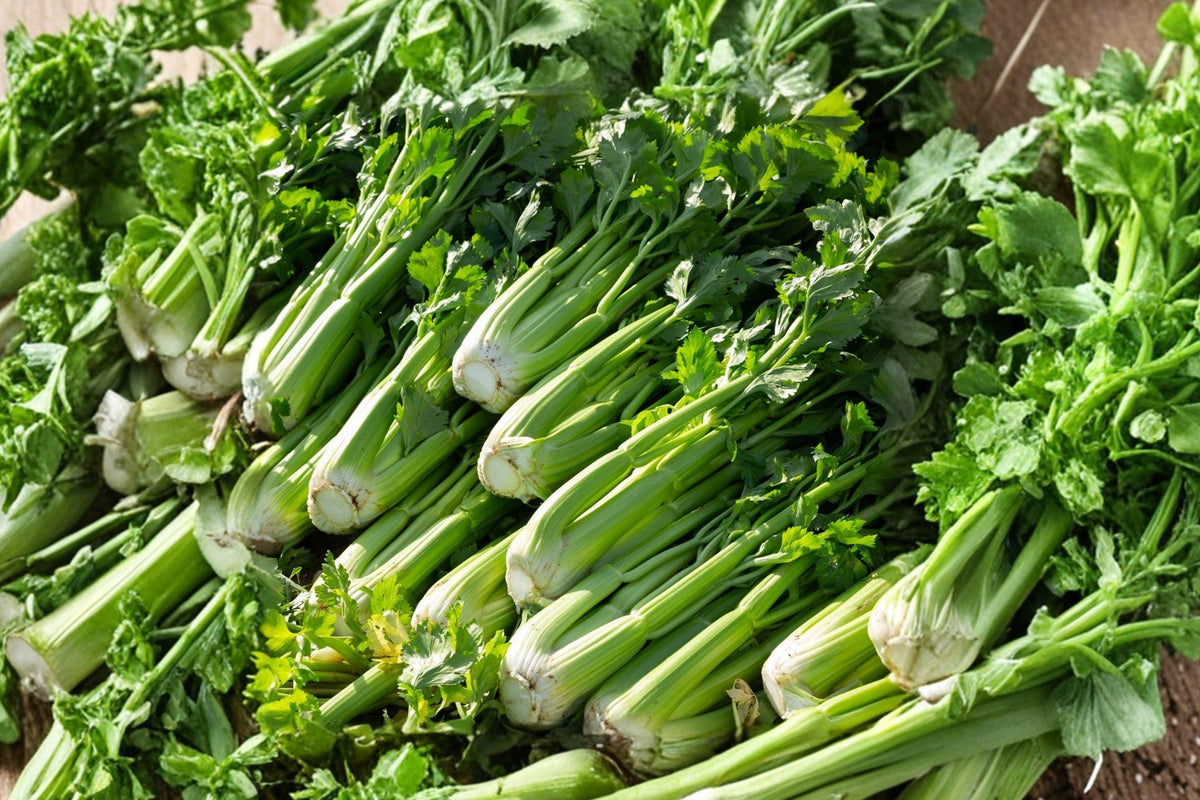 Tall Utah Celery Seeds – Crisp Stringless Stalks for Home Gardening, High Yield, Apium graveolens