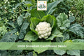 Snowball Cauliflower Seeds, Heirloom Brassica oleracea, White Heads, Cool-Season Vegetable, Garden Seeds, 1000+ Seeds