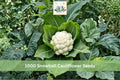 1000 Seeds Snowball Cauliflower Heirloom Vegetable Garden