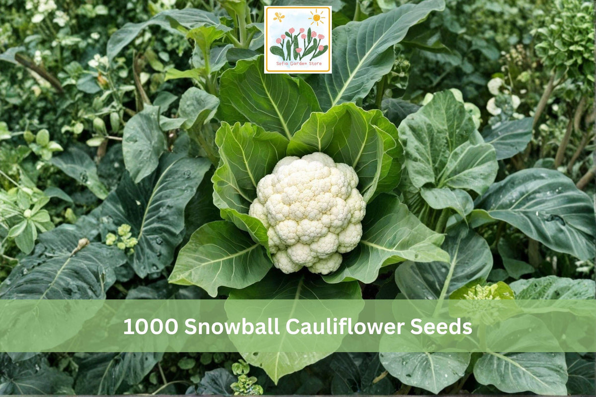 1000 Seeds Snowball Cauliflower Heirloom Vegetable Garden