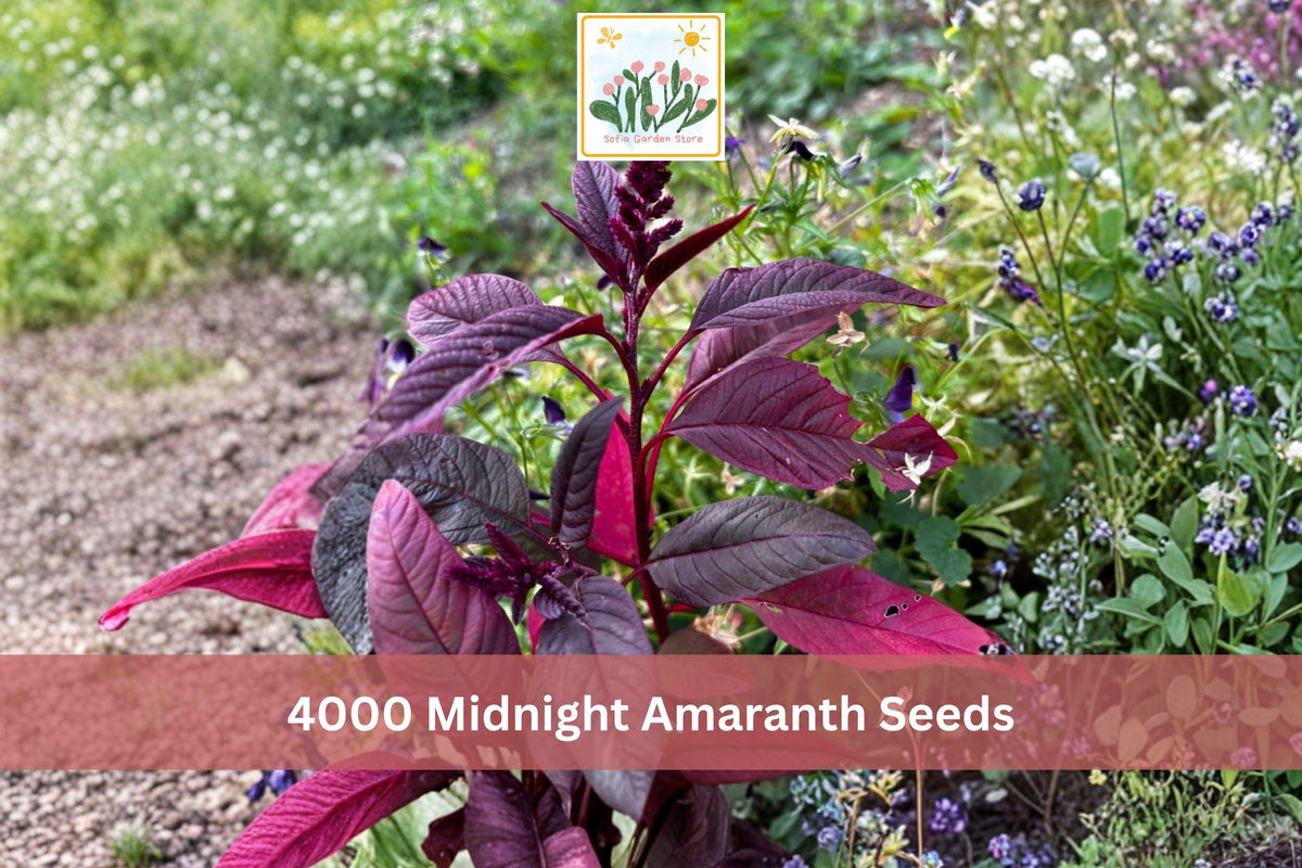 4000 Seeds Midnight Amaranth Red Leaf Amaranthus Garden Greens