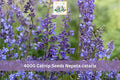 4000 Seeds Catnip Nepeta cataria Perennial Herb Garden
