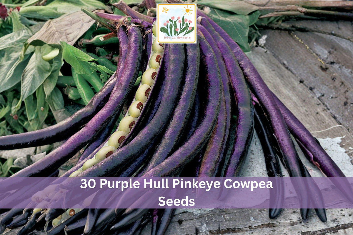 30 Seeds Purple Hull Pinkeye Cowpea Vigna unguiculata Heirloom Garden Vegetable
