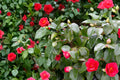 Japanese Camellia Seeds - 5 Pack - Camellia japonica - Evergreen Flowering Shrub for Shade Gardens, Acidic Soil Plant