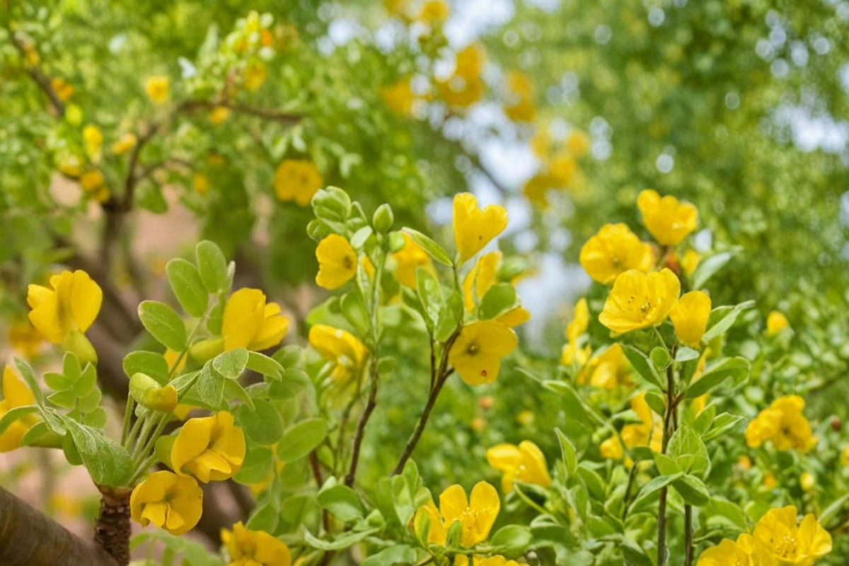 30 Seeds Siberian Peashrub Caragana arborescens Cold Hardy Shrub Nitrogen Fixing