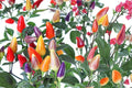 25 Seeds 5 Color Pepper Capsicum annuum Ornamental Edible Container Garden