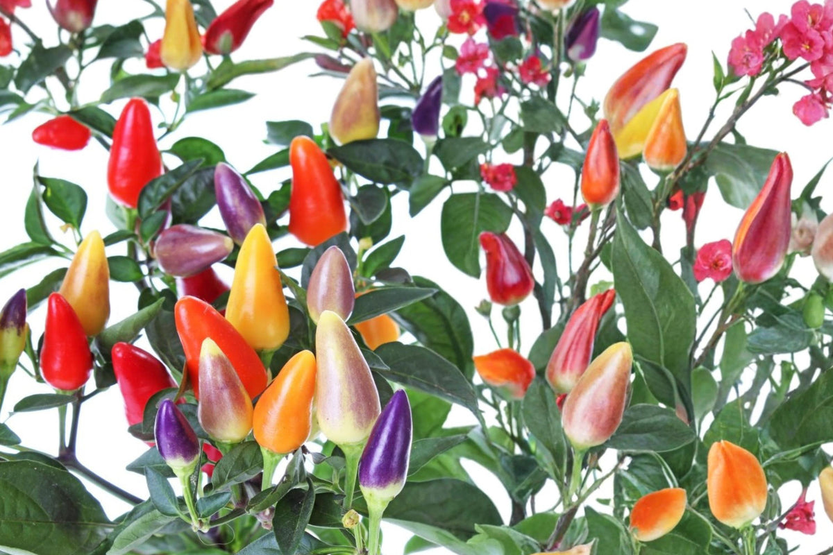 25 Seeds 5 Color Pepper Capsicum annuum Ornamental Edible Container Garden