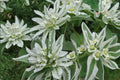 Mountain Snow Flower Seeds – Euphorbia marginata, Variegated Foliage, Ornamental Annual for Garden Borders and Beds