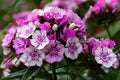 Sweet William Seeds 100 Dianthus barbatus Cottage Garden Fragrant Blooms for Borders & Cut Flowers