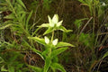 Cream Gentian Seeds (Gentiana flavida) – Native Wildflower for Woodland Gardens & Pollinator Habitats, 100 Seeds