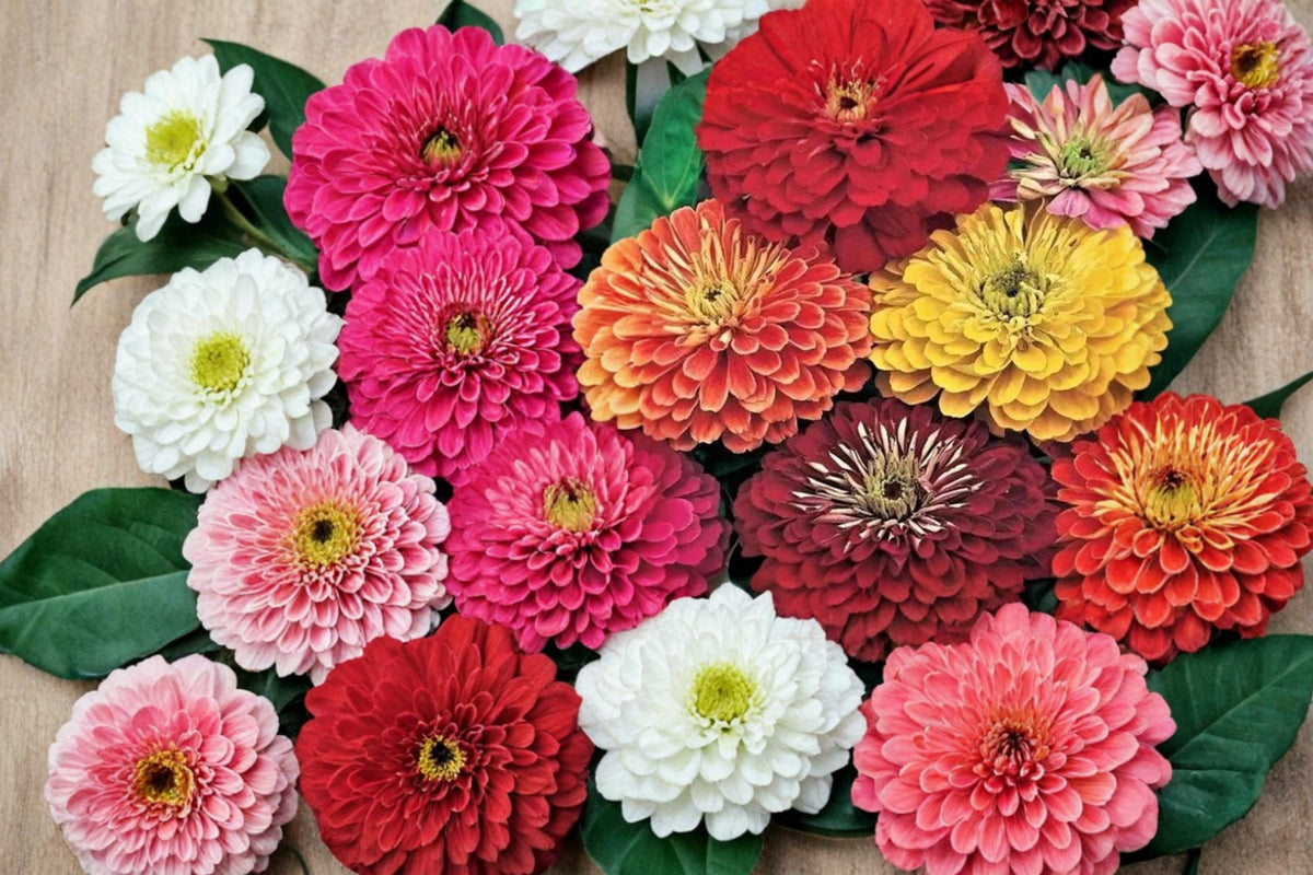 250 Seeds California Giant Zinnia Zinnia elegans Heirloom Cut Flower Garden