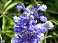 100 Blue Sage Seeds Mealycup Salvia Heirloom Pollinator Flower Garden