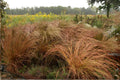 Little Bluestem Seeds 100 Schizachyrium scoparium Native Prairie Grass for Landscaping & Wildlife Habitat