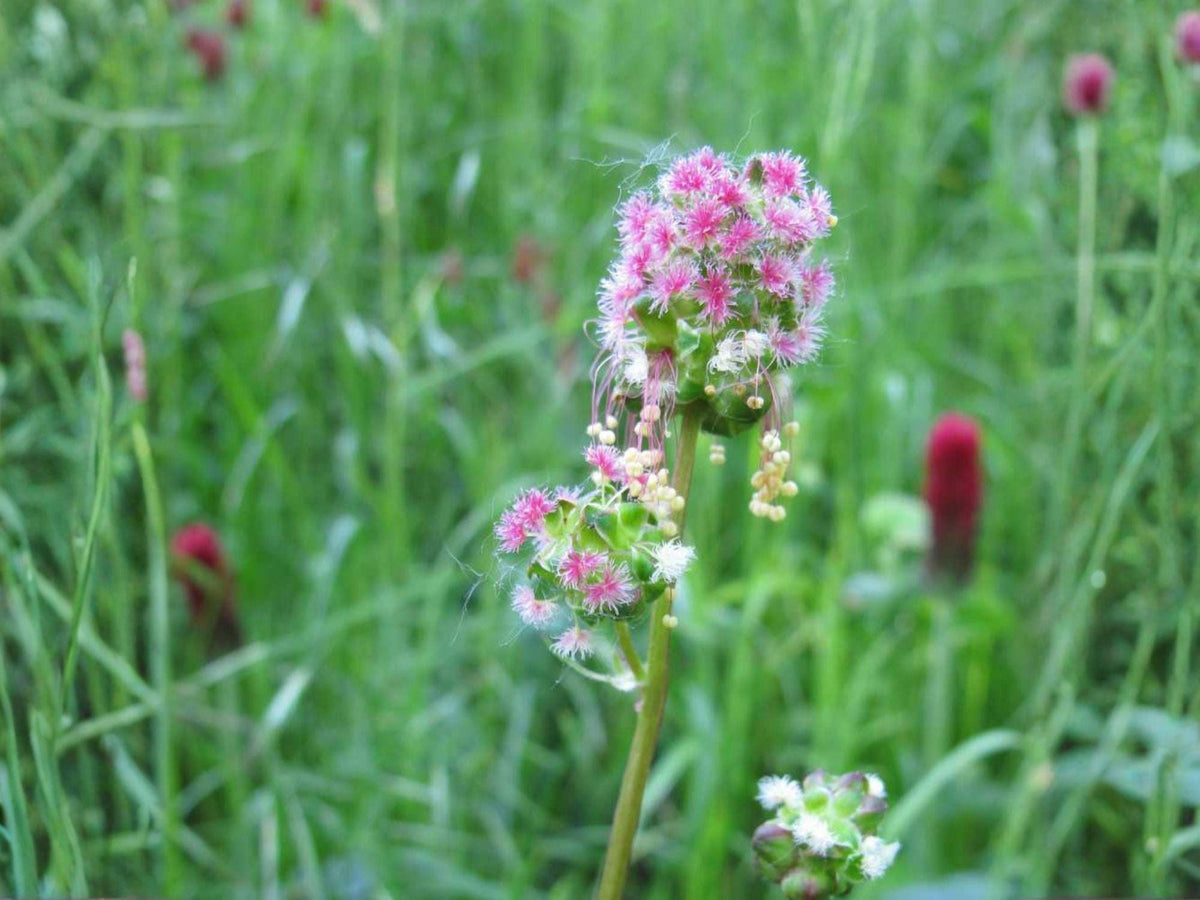 100 Small Burnet Seeds Heirloom Culinary Herb Garden Plant