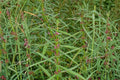Scarlet Toothcup Seeds - 1000 Seeds Ammannia coccinea - Red Pink Wildflower for Wetlands, Marshes & Pond Edges