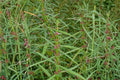 1000 Seeds Scarlet Toothcup Ammannia coccinea wetland wildflower easy to grow