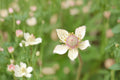 100 Seeds Thimbleweed Anemone cylindrica Native Wildflower