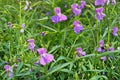 1000 Seeds Monkey Flower Mimulus ringens Native Wildflower