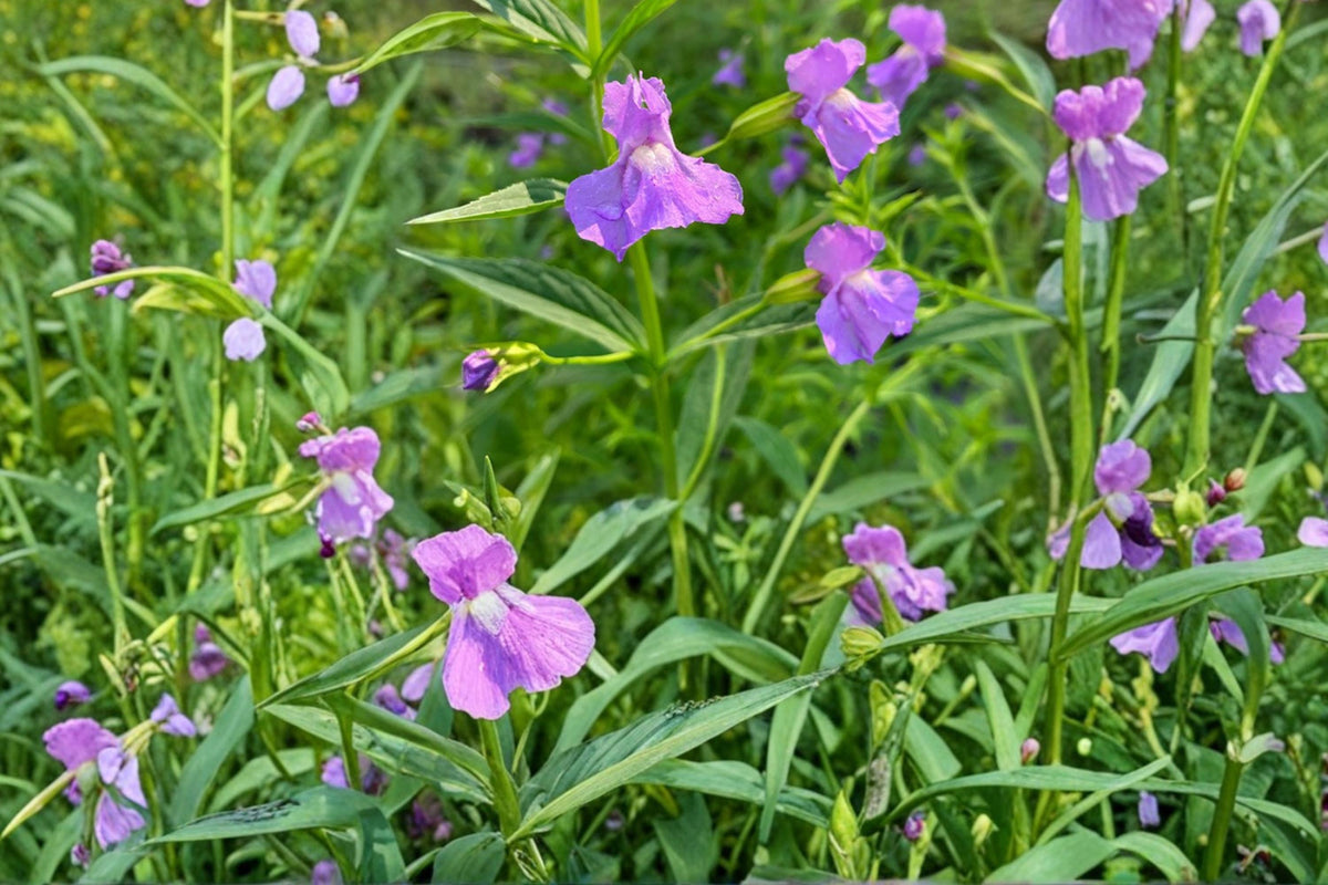 1000 Seeds Monkey Flower Mimulus ringens Native Wildflower