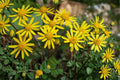 75 Seeds Golden Ragwort Packera aurea Native Wildflower Groundcover