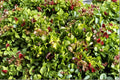 Heirloom Mesclun Mix Lettuce Seeds – Colorful Baby Greens for Fresh Garden Salads, Gourmet Cooking, 500+ Seeds