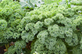 Blue Scotch Vates Kale Seeds – Curled Heirloom, Cold Hardy, Nutritious Greens, Easy Grow, 200+ Seeds