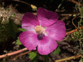 Callirhoe bushii Seeds – Heirloom Pink Prairie Wildflower Plant for Garden, Native Perennial, Non-GMO, Drought Tolerant