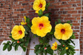 10 Seeds Hardy Yellow Rose of Sharon Hibiscus hamabo Shrub Flower