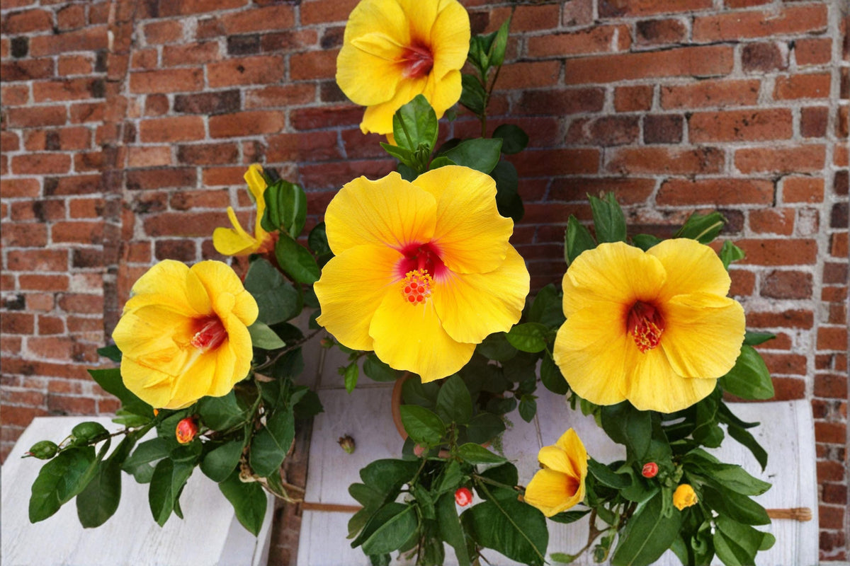 10 Seeds Hardy Yellow Rose of Sharon Hibiscus hamabo Shrub Flower