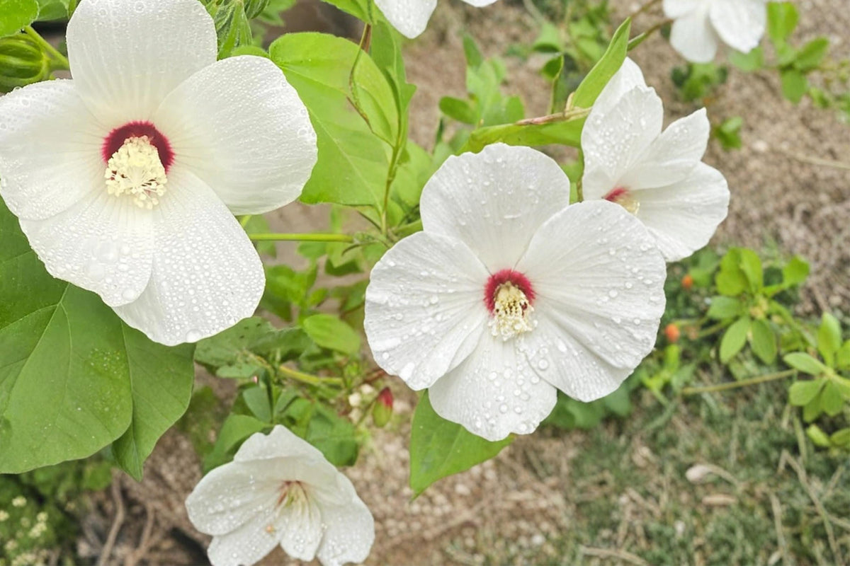 Hibiscus Seeds 25 Count - Hairy-fruited Hibiscus, Pale Pink to White Flowers, Hibiscus lasiocarpos, Perennial Wetland Plant