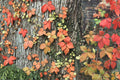 10 Seeds Virginia Creeper Parthenocissus quinquefolia Ornamental Climbing Vine