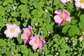 25 Seeds Common Wild Rose Rosa woodsii
