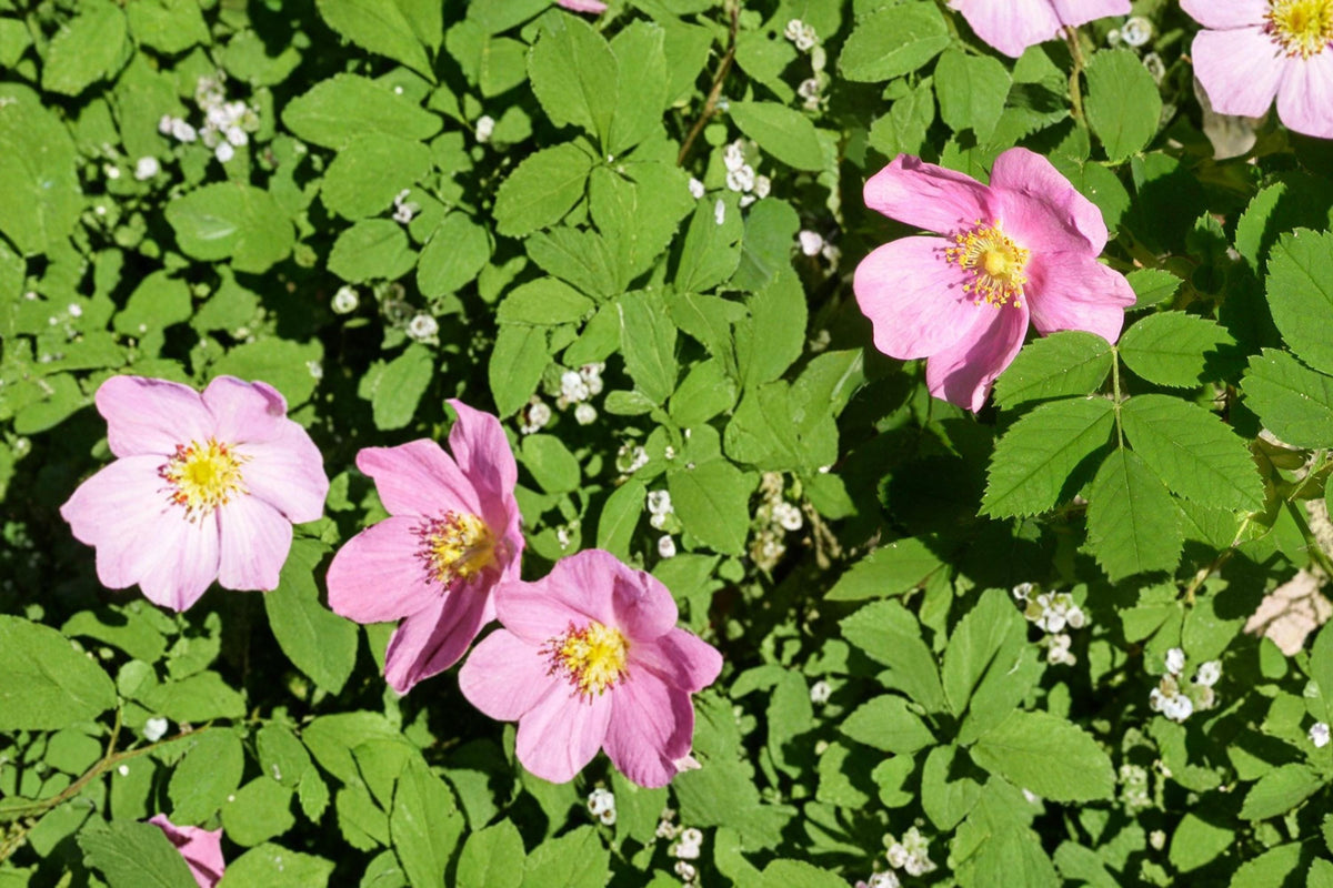 25 Seeds Common Wild Rose Rosa woodsii