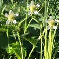 White Avens Seeds – Native Perennial Wildflower with White Flowers – Geum canadense, 100 Seeds